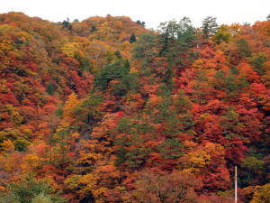 森吉山荘近くの紅葉