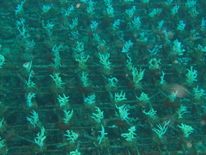 サンゴの養殖