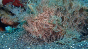 hairy frogFish